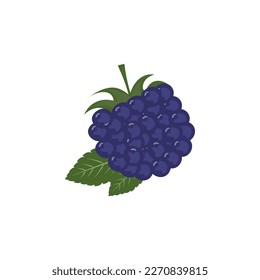 blackberry berry isolated on white background.plant vector illustration