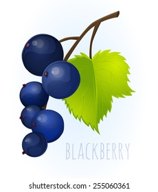 blackberry, berry, ripe, bright