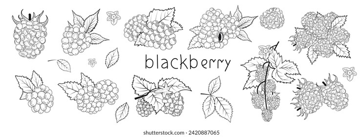 Blackberry berry set, fruit, illustration for designers, sketch, tree, color , branch with berries for sticker, icon, line art.