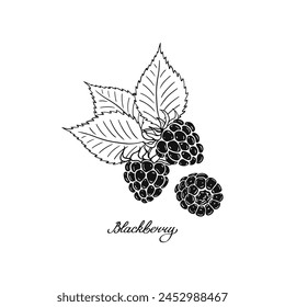 Blackberry. Blck and white berries. Hand-drawn flat image. Vector illustration on a white background.