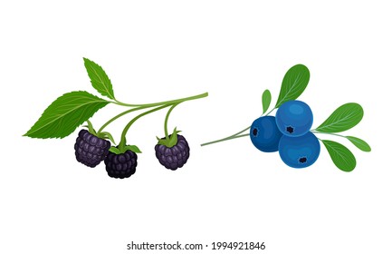 Blackberry and Blueberry Branch with Berries and Green Fibrous Leaves Vector Set