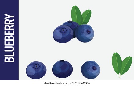 Blackberry. Blueberry Vector. Blueberry with green leaves. Fruits Illustration. Blueberry isolated.