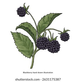 Blackberry Botanical Illustration – Vintage Hand Drawn Engraving
