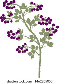 Blackberry branch (floricane) with ripe berries and green leaves isolated on white background