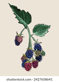 Blackberry branch illustration. Hand drawn blackberry branch vector illustration.