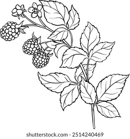 Blackberry Branch Isolated Outline Illustration