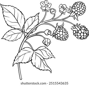 Blackberry Branch Isolated Outline Illustration