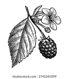 Blackberry branch with leaf and flower. Isolated ink sketch. Hand drawn vintage engraving illustration.