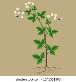 Blackberry bush with flowers and bees on a beige background.