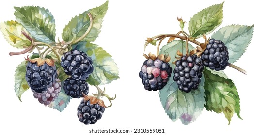 Blackberry clipart, isolated vector illustration.