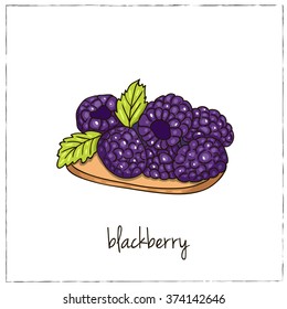 Blackberry. Collection of berries.  Vector illustration of berries for design menus, recipes and packages product.