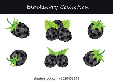 colección de mora en diferentes poses. Ilustración vectorial.