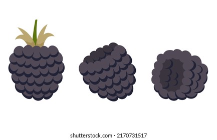 Blackberry In Different Angles. Berry In Cartoon Style.