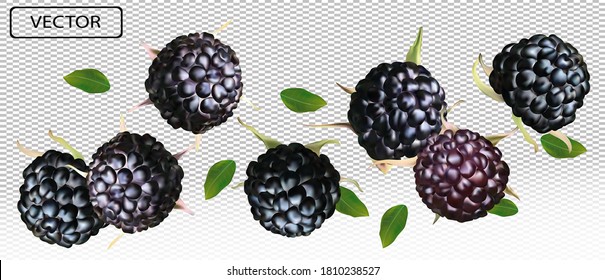 Blackberry from different angles. Whole black raspberry with green leaf on transparent background. Fresh summer berry. Illustration for your poster, banner, natural product. Vector illustration.