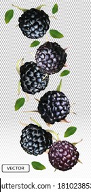 Blackberry from different angles. Whole black raspberry with green leaf on transparent background. Fresh summer berry. Illustration for your poster, banner, natural product. Vector illustration.