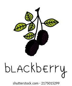 Blackberry doodle. Hand drawn berry icon, blackberry isolated on white background. Summer clipart, garden berry