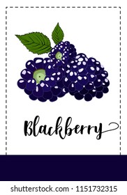 Blackberry drawing on white background