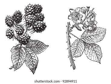 Blackberry Flower, Blackberry Fruit, Vintage Engraved Illustration. Dictionary Of Words And Things - Larive And Fleury - 1895.