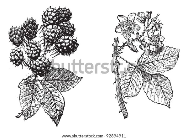 Descubra Flor De Blackberry Fruta De Blackberry Imagenes De Stock En Hd Y Millones De Otras Fotos Ilustraciones Y Vectores En Stock Libres De Regalias En La Coleccion De Shutterstock Se Agregan Miles De Imagenes Nuevas De Alta Calidad Todos Los Dias