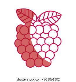 blackberry fresh fruit icon
