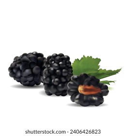 Blackberry. Fresh, sweet and tasty blackberry. Symbols of berries. Elements for label design. Vector illustration. Berries ingredients in mesh techniq