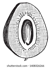 El fruto de la Blackberry se desarrolla a partir de un ovario. En el interior hay pulpos, ovarios, con un receptáculo carnoso, dibujo vintage o ilustración grabadora.