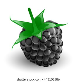 Blackberry fruit isolated on white background