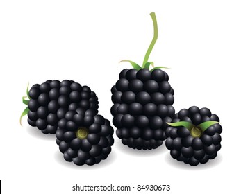 Blackberry Frucht, realistische Vektorgrafik