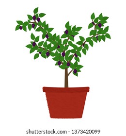 Blackberry fruit tree in clay vase. Isolated. White background.