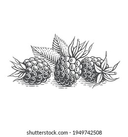 Blackberry. Hand drawn engraving style vector illustration.