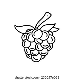 Blackberry hand drawn outline doodle icon. Vector sketch illustration of healthy berry