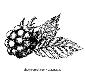 Blackberry hand drawn sketch. Vector illustration