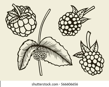 Blackberry hand drawn sketch. Vector illustration image