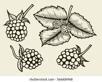 Blackberry hand drawn sketch. Vector illustration image