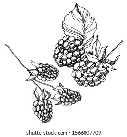 Blackberry healthy food. Black and white engraved ink art. Isolated blackberry illustration element on white background.