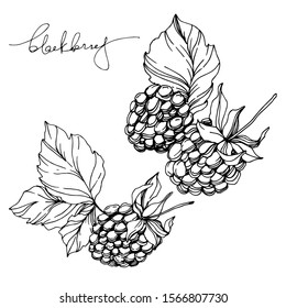 Blackberry healthy food. Black and white engraved ink art. Isolated blackberry illustration element on white background.