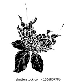 Blackberry healthy food. Black and white engraved ink art. Isolated blackberry illustration element on white background.