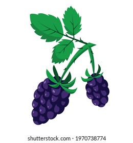 Blackberry icon isolated on white background. Blackberies on branch with leaves. Vector illustration.