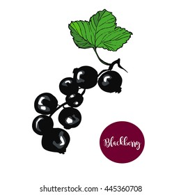 Blackberry isolated on white.