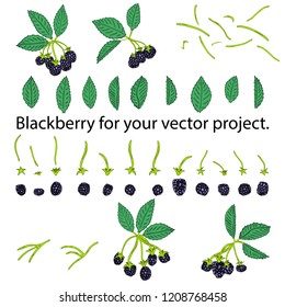 Blackberry isolated on white background. Separate elements for your vector project.