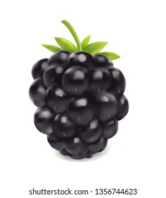 Blackberry isolated on white background. Sweet fruit. 3d vector icon. Realistic illustration