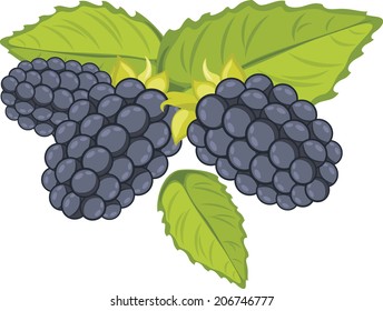 Blackberry isolated on the white. Vector