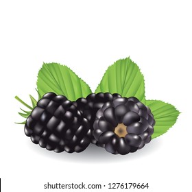Blackberry with leaves. vector illustration