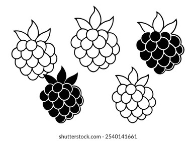 Blackberry line art botanical style illustration drawing 