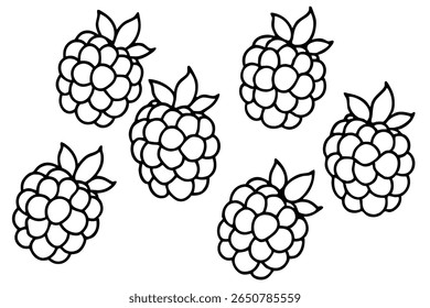 blackberry line art drawing of ripe fruit on branch