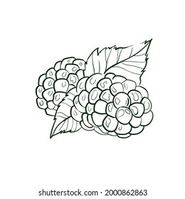 Ilustración vectorial de la línea Blackberry. Icono de Comida detallada para concepto móvil, impresión, menú y aplicaciones web. Para restaurante, bar, vegano, comida saludable y orgánica, mercado, mercado de agricultores.