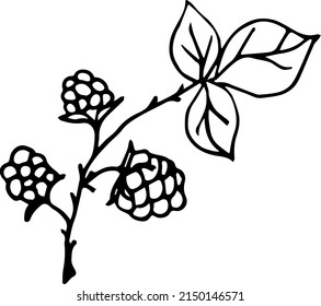 Blackberry on a white background