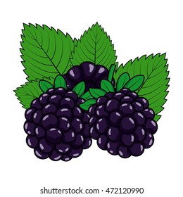 Blackberry on a white background
