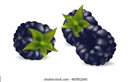 Blackberry on a white background
