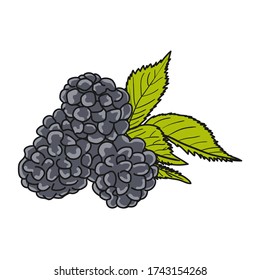 blackberry on a white background, work in vector isolated